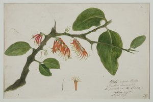 Dendrophthoe falcata (orange mistletoe), 1785